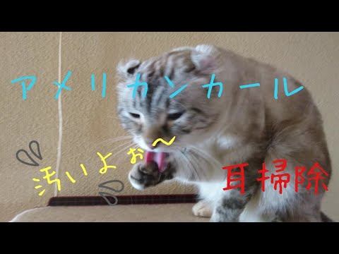 アメリカンカールの耳掃除✨