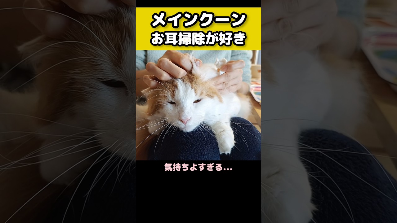 耳そうじがツボらしい #猫のいる暮らし #猫 #メインクーン #cat #mainecoon #catlover​  #catshorts​ #cute​ #cutecat​ #fyp​