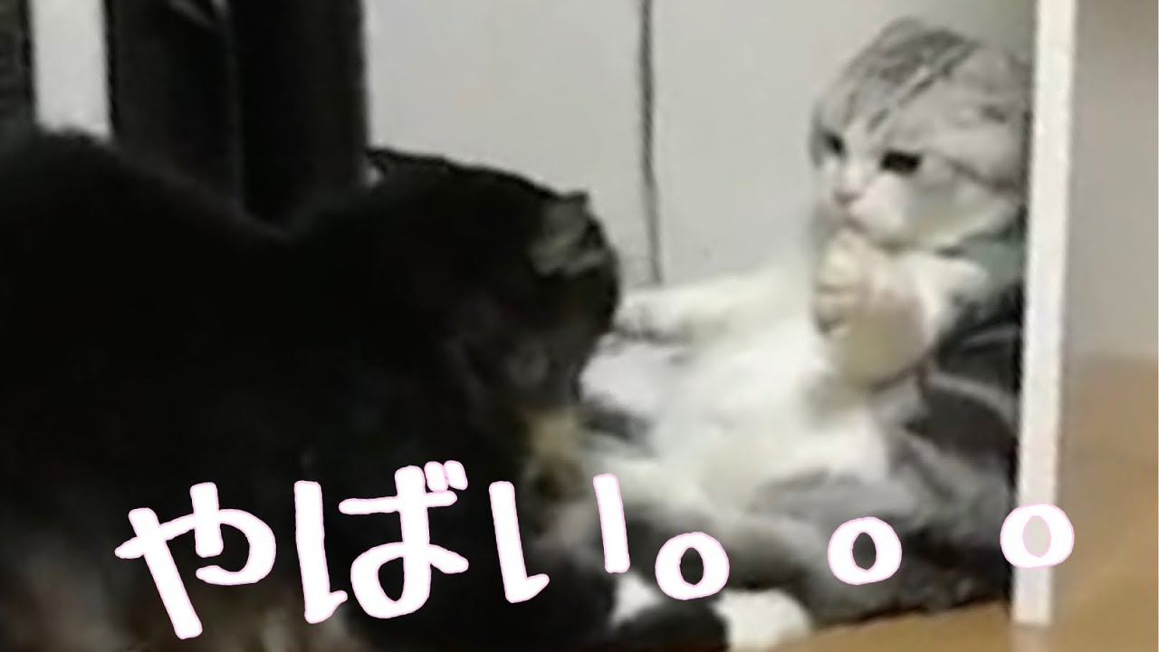 【スコティッシュフォールド】どうしても喧嘩に勝てない猫がかわいすぎたwww