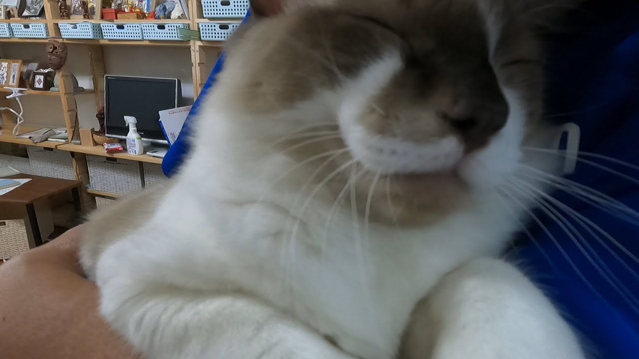 【猫】【ヒマラヤン】大好きな母にスリスリされてうっとり顔のらん丸です#子猫　#ヒマラヤン　#ラグドール　#猫