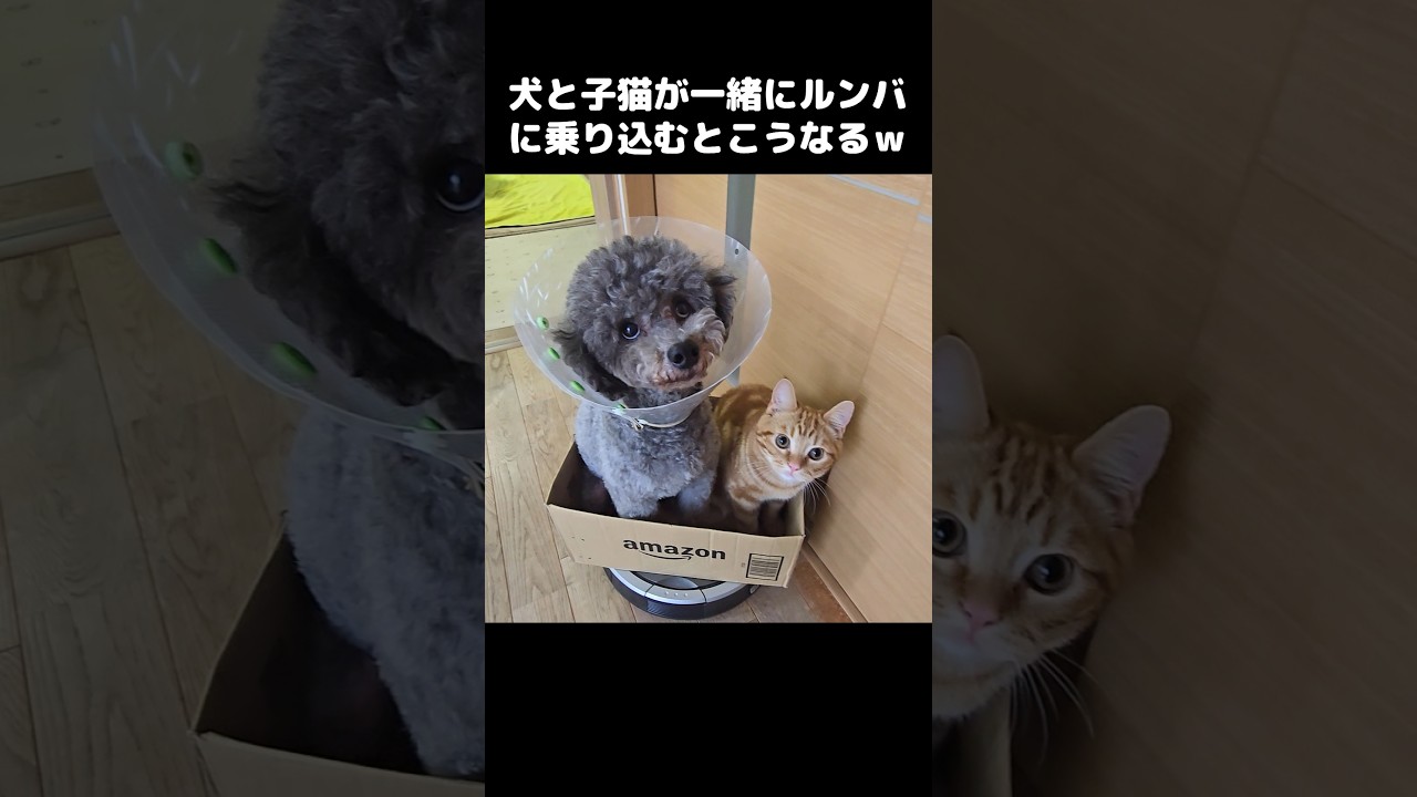 犬と子猫が一緒にルンバに乗り込んで運転したらこうなった...笑#shorts
