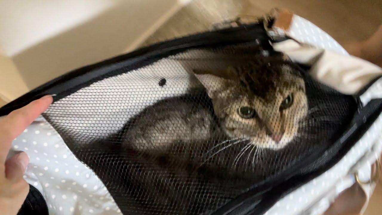 病院を頑張ったジェネッタ猫（ベンガル×マンチカン）