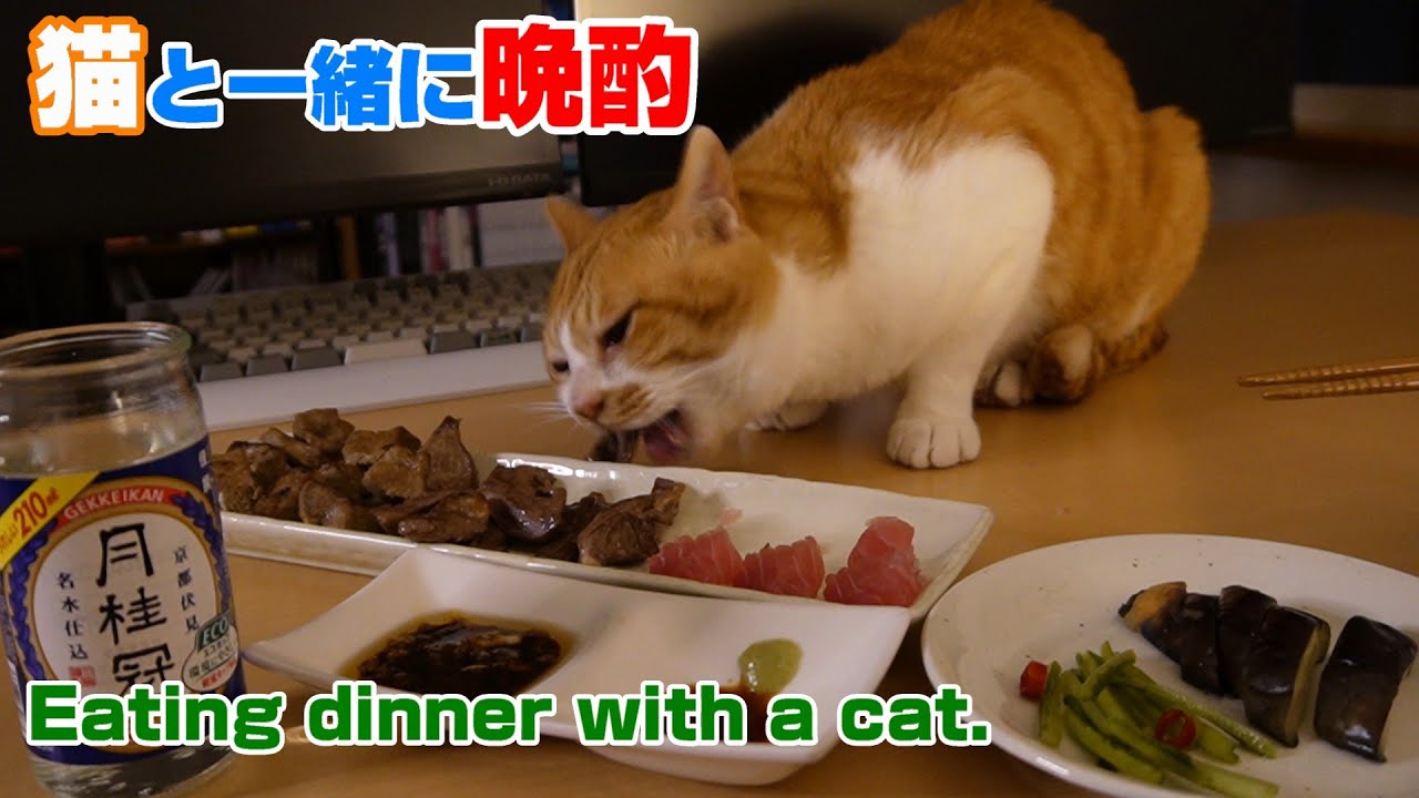 猫と一緒に晩酌「いわし丸干しの作り方を実演」家の冷蔵庫の中で干します