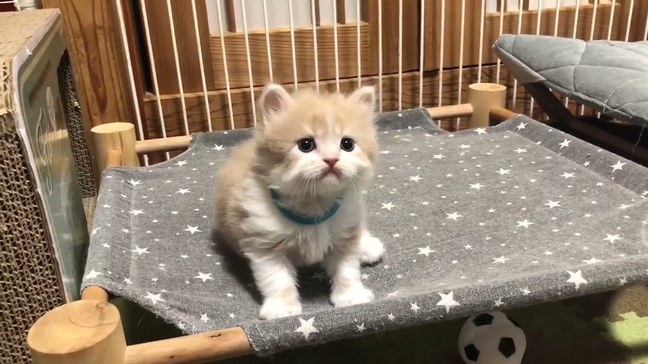 スコティッシュフォールド まん丸コロコロ、元気な男の子です😸（毛色：クリーム&ホワイト）