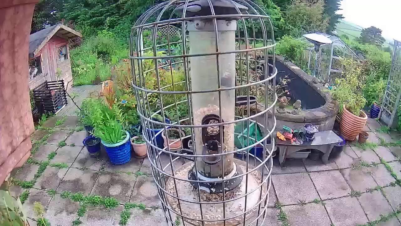Manx Garden Wildlife Live Streams