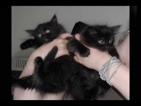 Havana Brown Kitten 01