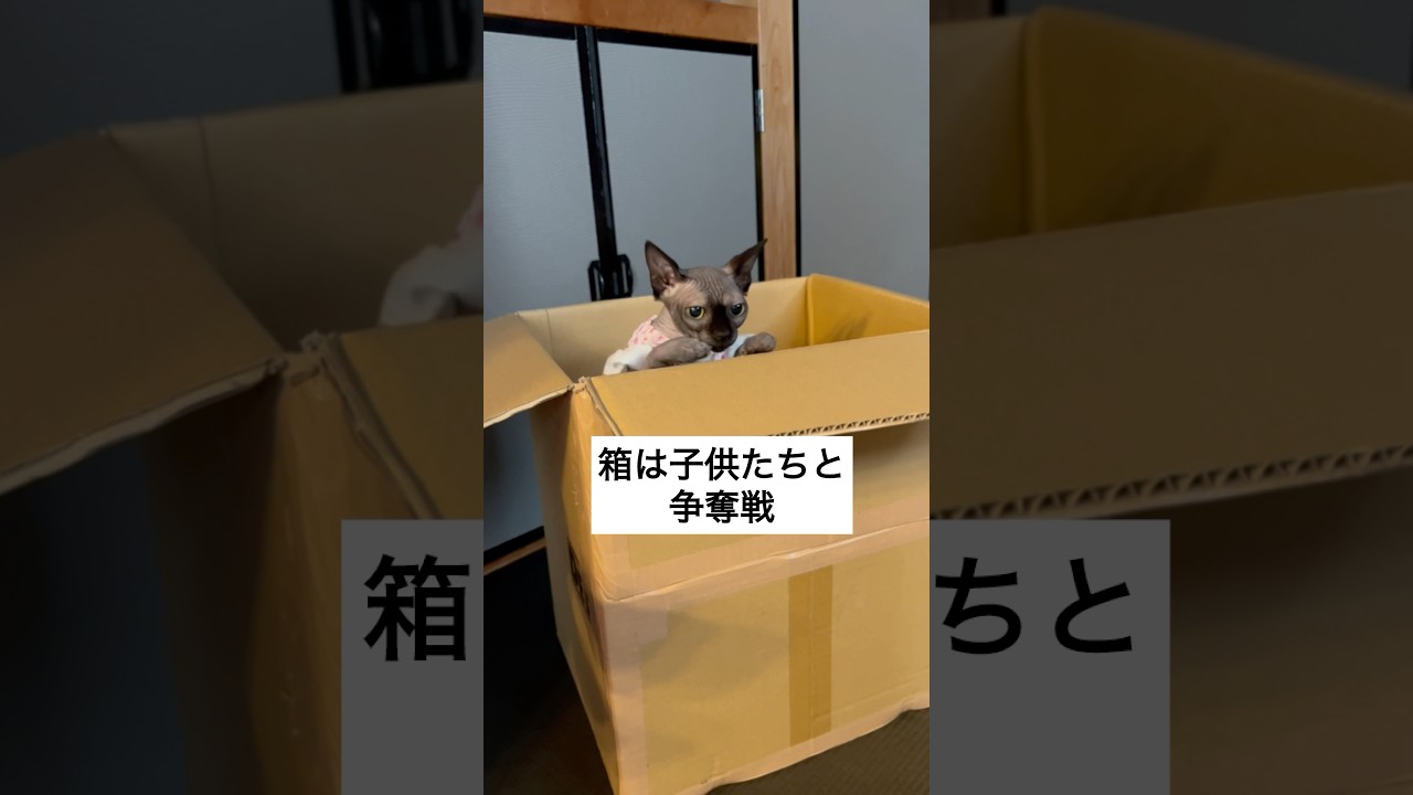 猫ってやっぱり箱好きだよね（スフィンクス） #shorts #スフィンクス #スフィンクス猫 #猫のいる暮らし #猫動画