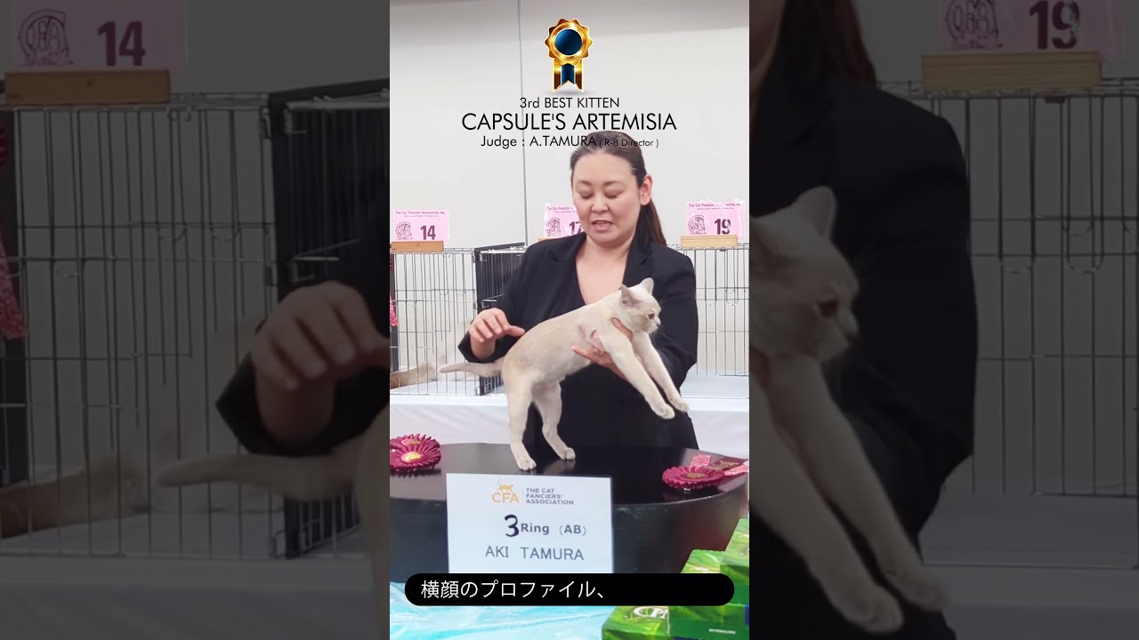 ～CFA catshow #2～#ヨーロピアンバーミーズ#バーミーズ #cfa #cat #猫 #catshow