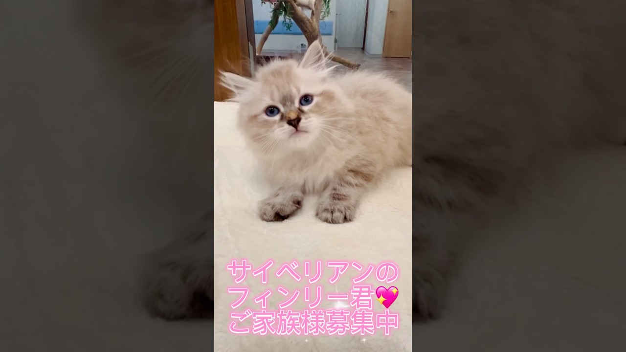 6/21デビューの#サイベリアン の#子猫 ❣️真っ青な瞳💖フィンリー君💖抱っこが好きで大人しい世界チャンピオン血統です。吉祥寺ロイヤルキャッツでご家族様募集中です#ペットショップ