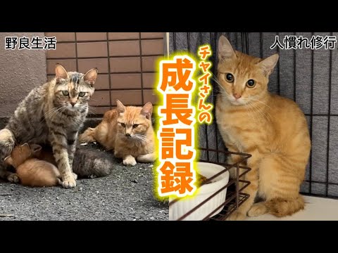 チャイさんの成長記録①(保護編)