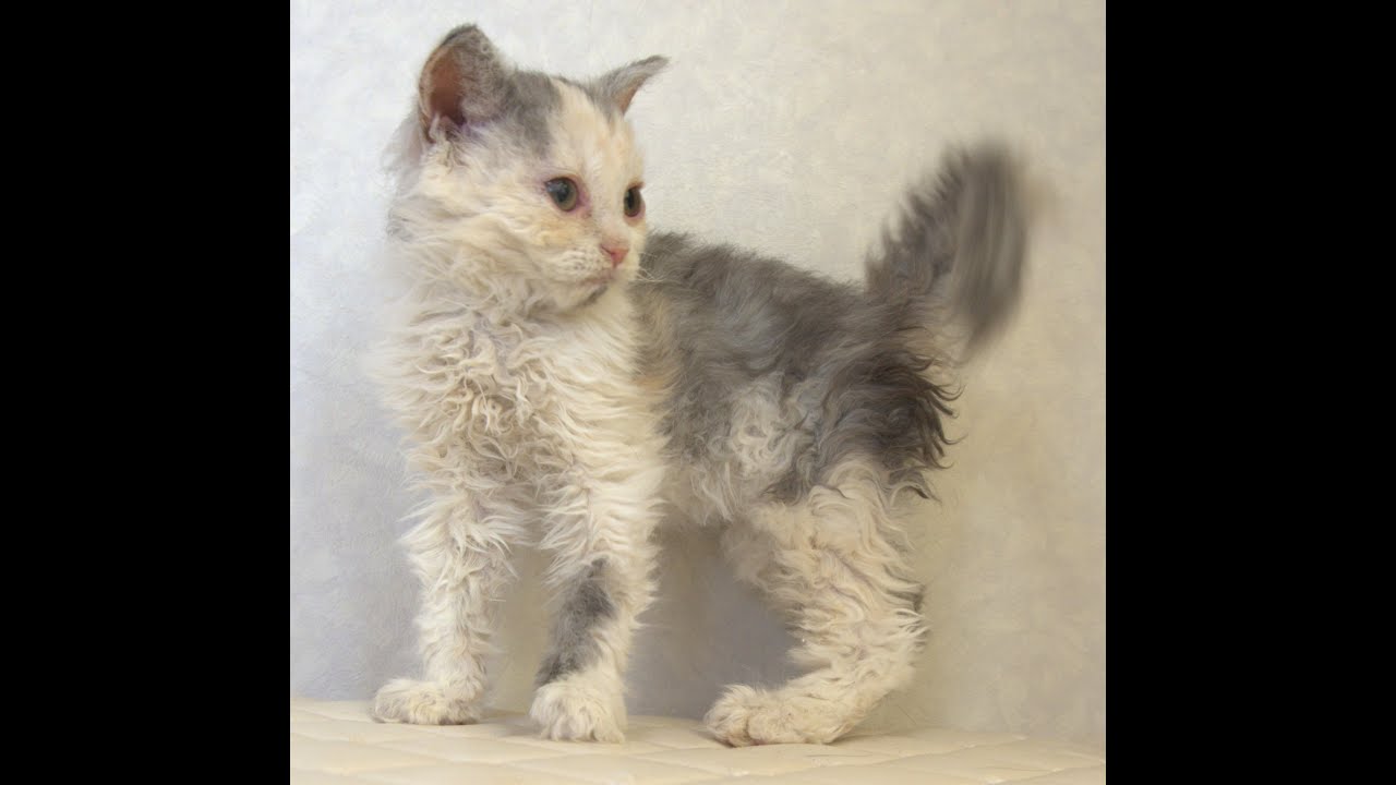 セルカークレックス子猫　Selkirk Rex　2025.4.12産まれ　ダイリュートキャリコ　巻き毛　女の子　シーダキャット猫のお店