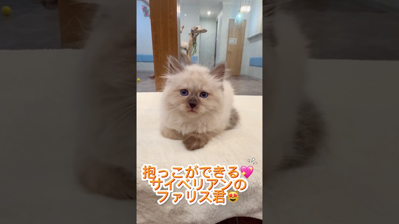 6/21デビューの#サイベリアン の#子猫 ⭐️珍しいブルーアイズ&シールポイントのファリス君🤩抱っこが大好き&シャワーで暴れない子は吉祥寺ロイヤルキャッツで💖#ペットショップ