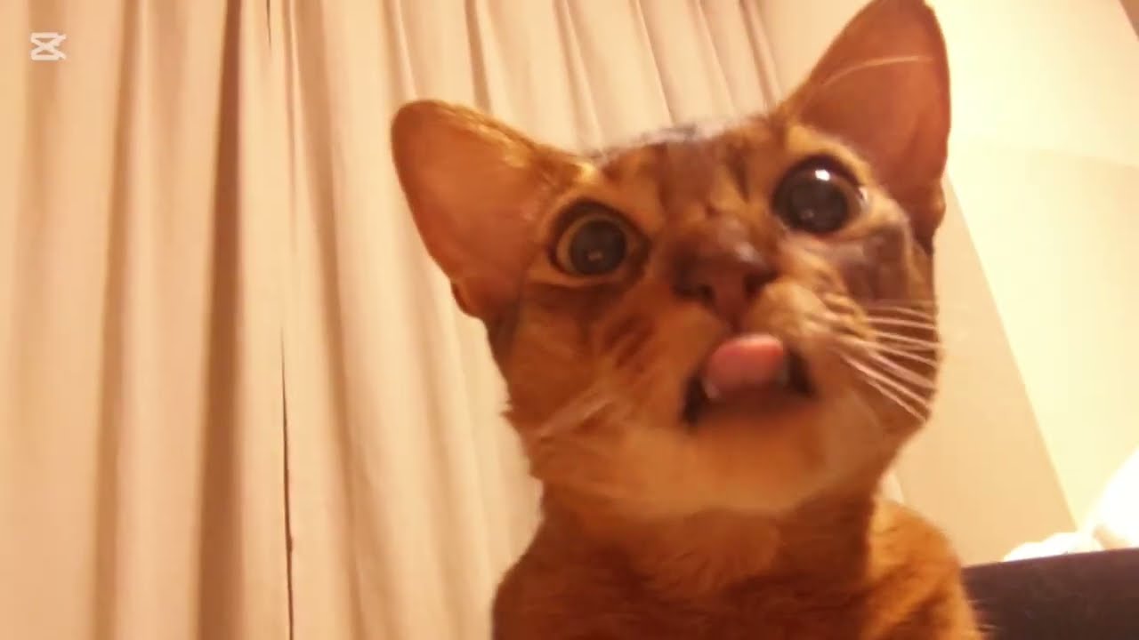 記憶（2025）アビシニアン🐾男の子