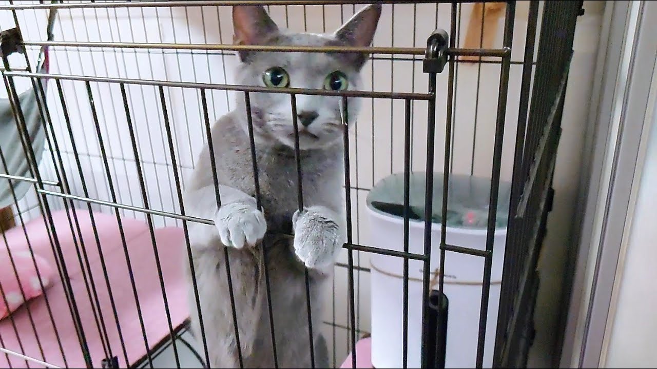 【猫動画】早くゲージから出たいロシアンブルー【russianblue】Russian blue who wants to get out of the gauge quickly