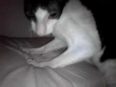 CornishRex cat massage 猫マッサージ