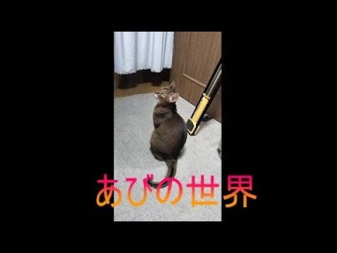ネコ動画あび＃5001　あびの毎日　アビシニアン　あび