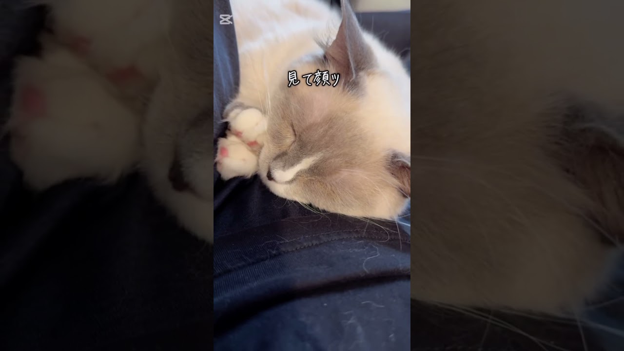 気圧にやられてぐだぐだな猫さんと飼い主🌀 #cat #マンチカン #保護猫 #猫のいる暮らし #shorts