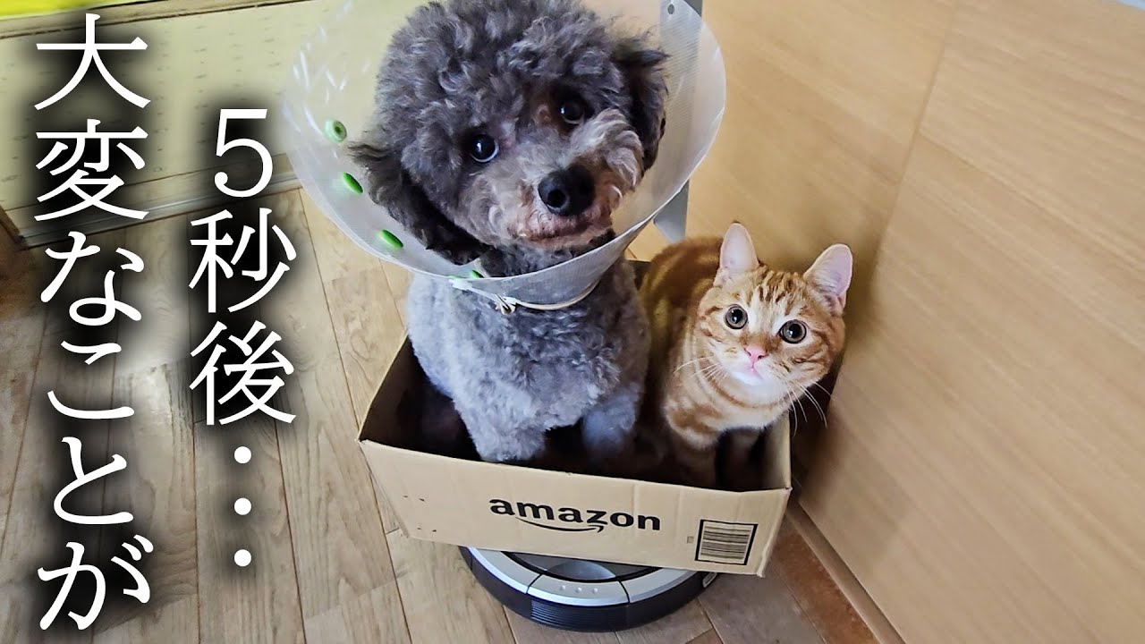犬と子猫が一緒にルンバに乗り込んだら大変なことが...