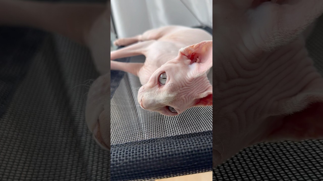 日向ぼっこ中の毛のない猫【スフィンクス】