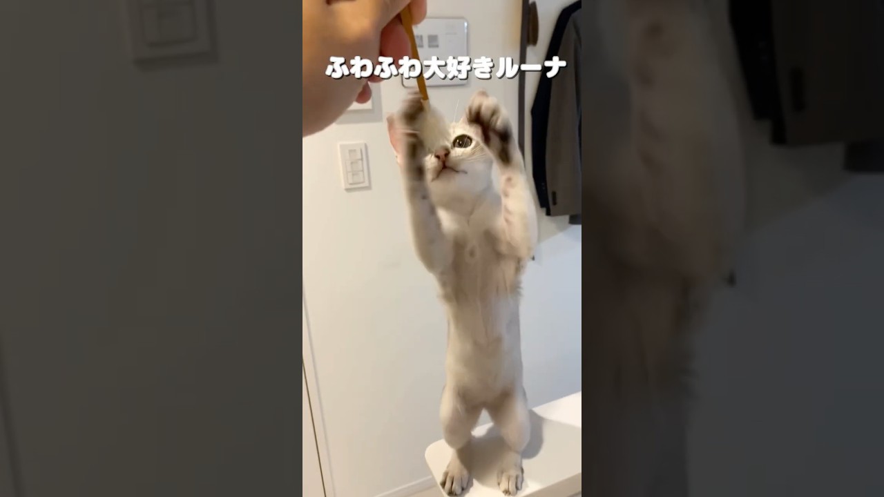 動きが可愛すぎるシンガプーラの子猫#子猫 #子ネコ #シンガプーラ #好きな子猫