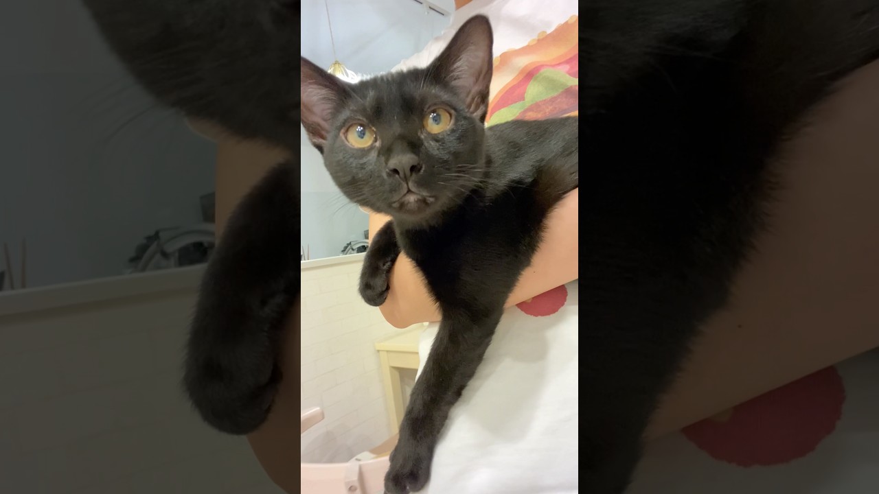抱っこが大好きな子猫　#黒猫 #ボンベイ #cat #bombay #猫のいる暮らし #ねこ #猫好きさんと繋がりたい #猫 #ネコ #癒やし #かわいい #甘えん坊