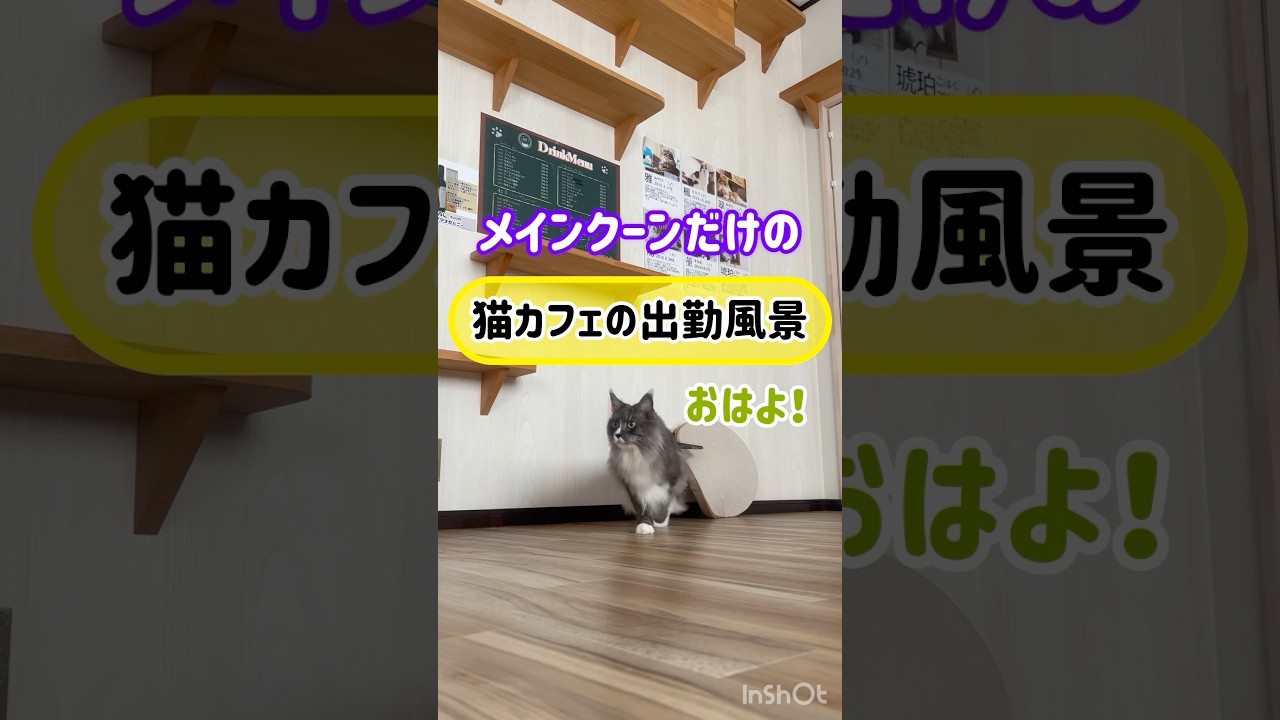 メインクーンだけの【猫カフェの出勤風景】#cat #cooncat #mainecat #もふもふ