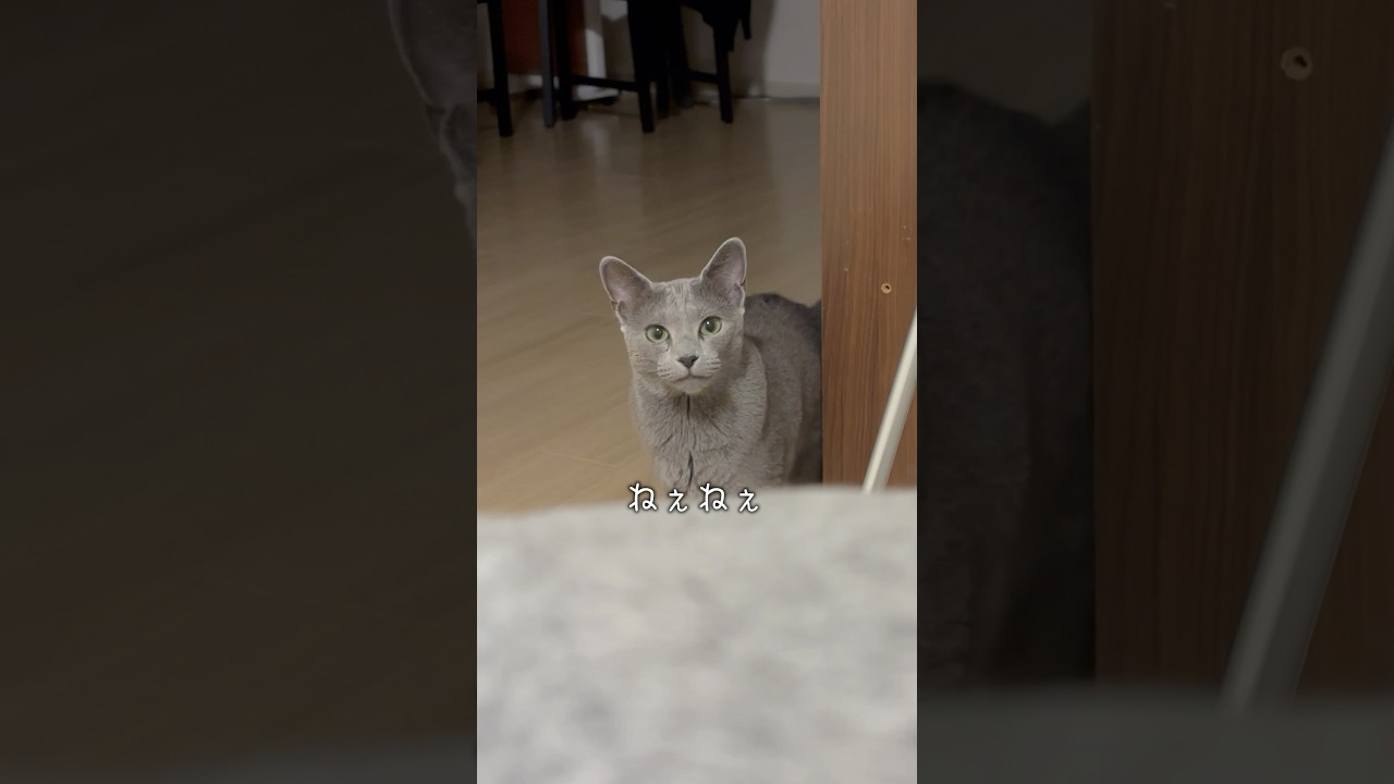 甘えたい猫  #shorts #猫 #ねこ #子猫 #cat #ロシアンブルー #猫のいる暮らし #ネコ #ロシアンブルー子猫