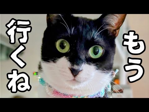 【保護した子猫は猫白血病・続き】保護〜猫白血病発症〜最期のお別れ〜３年経って振り返る
