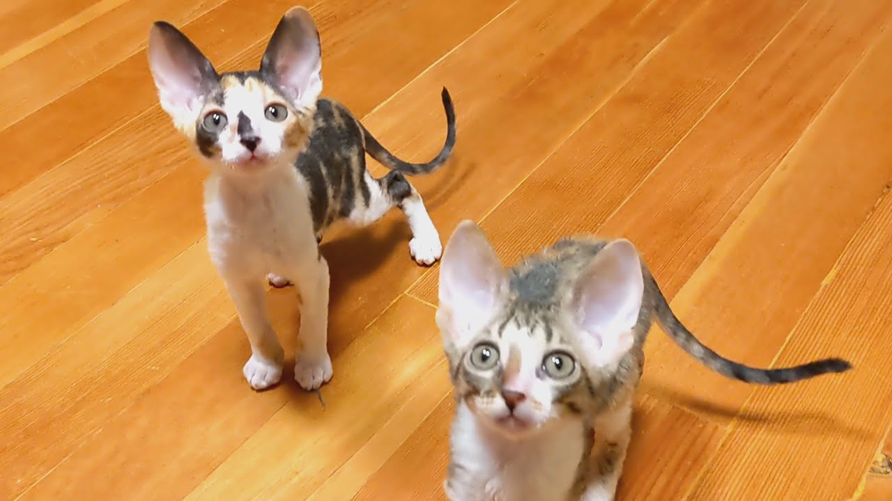 Cornish Rex Kittens Play with New Toy