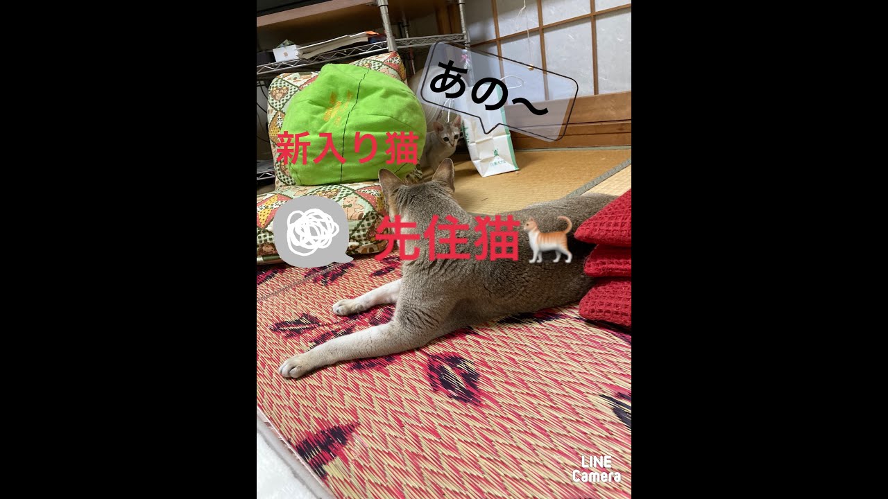 先住猫対新入り猫 #シンガプーラ #子猫 #成猫