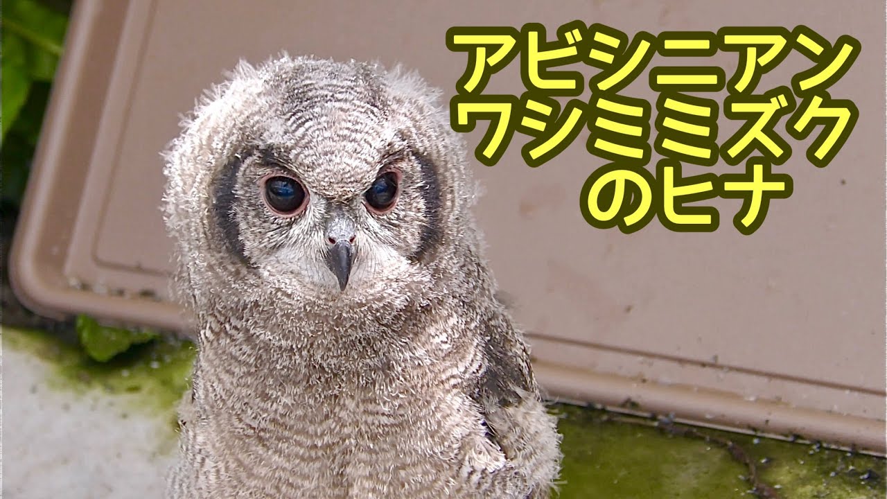 アビシニアンワシミミズクのヒナです【掛川花鳥園】Greyish Eagle-Owl Kakegawa Garden