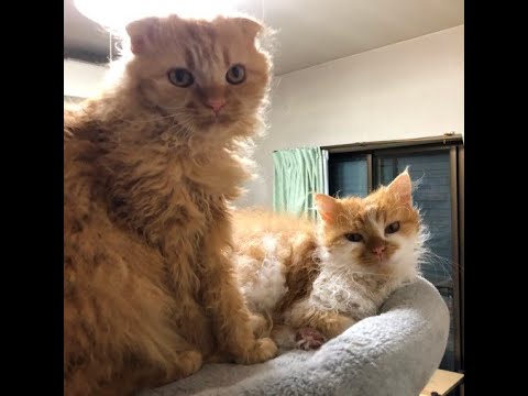 Short Japanese & English Ver「フミフミに集中するネコ」「KAI THE CAT CONCENTRATING ON MAKING BISCUITS」#ネコ #cat