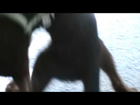 Havana Brown Kittens harness training