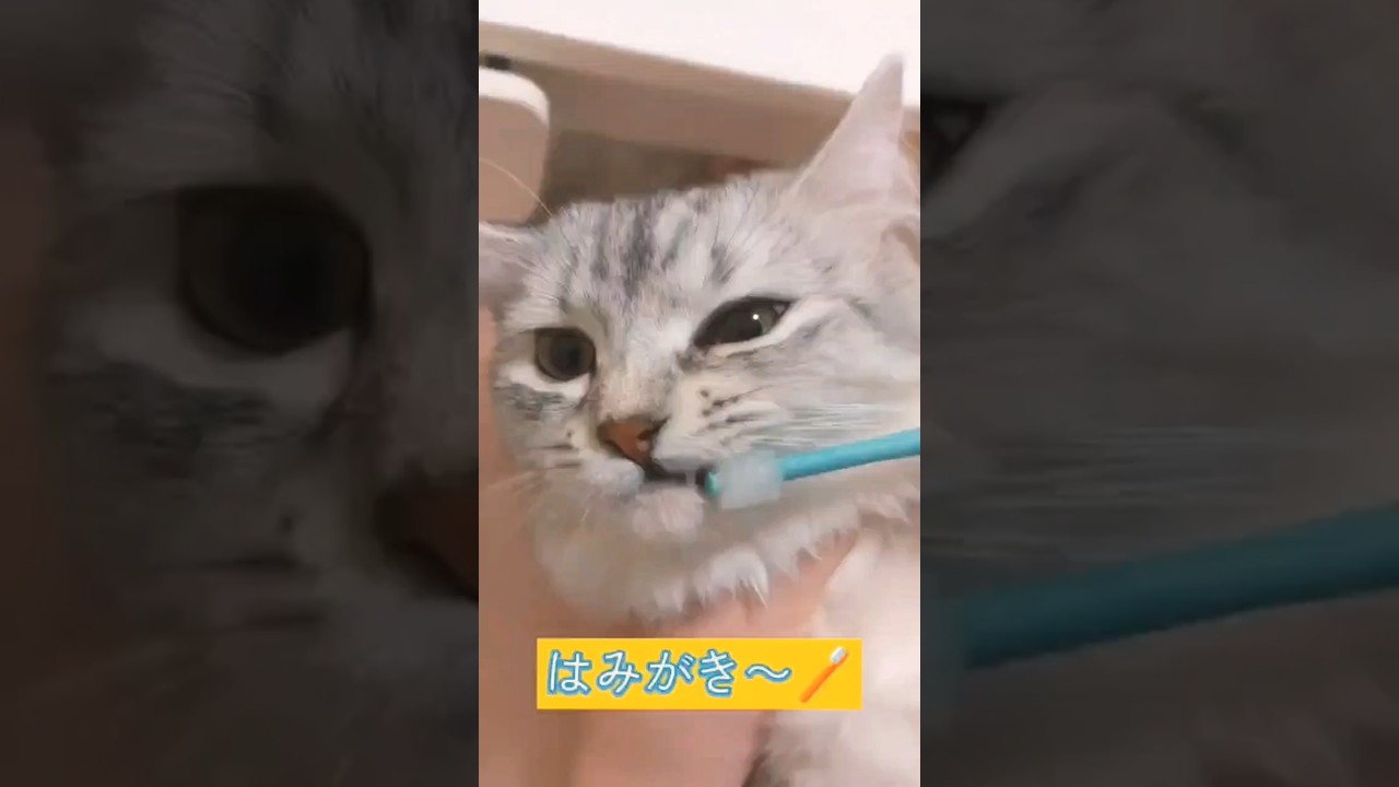 ハミガキ頑張るもふもふ｜キンカローのルルちゃん #猫のいる暮らし #kinkalow #shorts