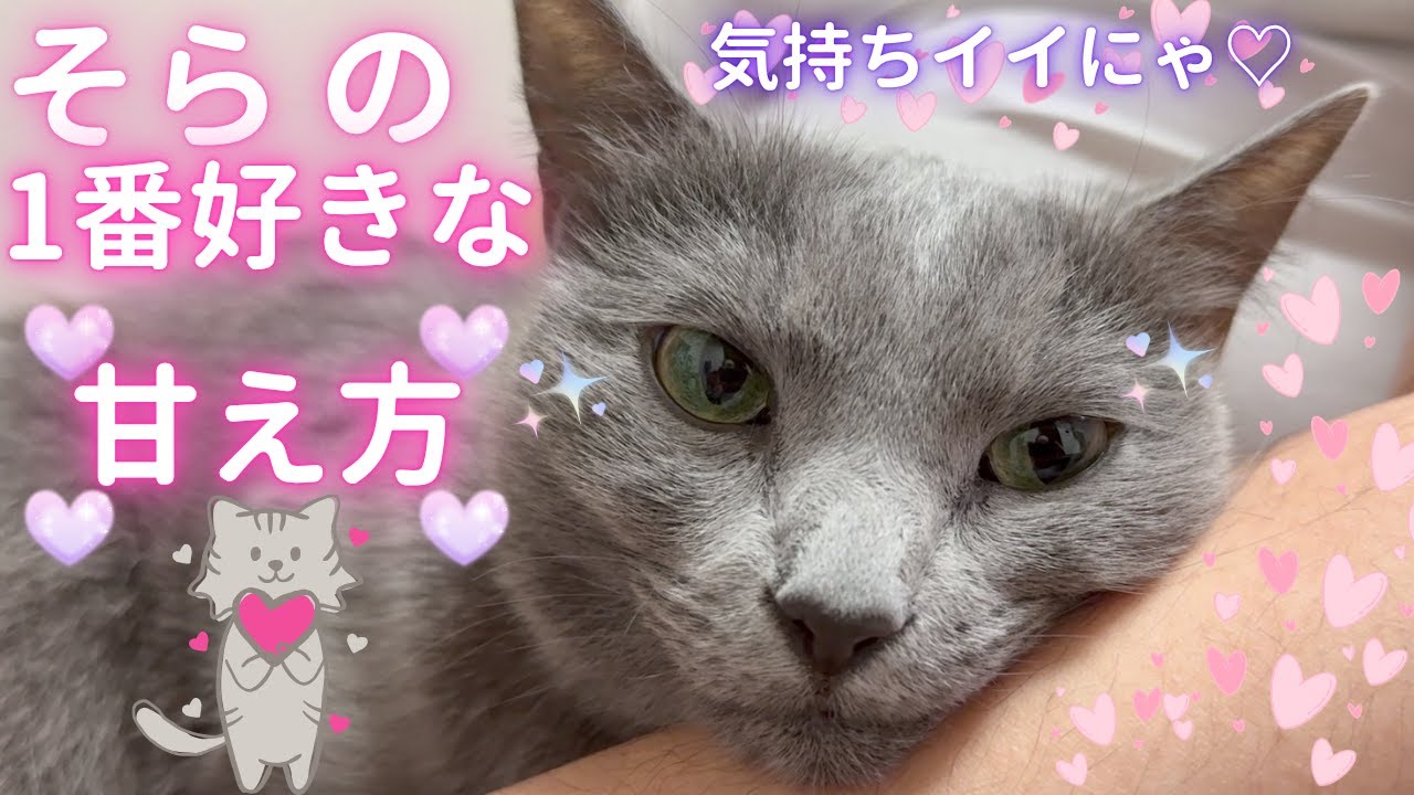 【猫ロシアンブルー】そらちゃん❤️1番好きな甘え方を紹介するよ❤️ #russianblue #ロシアンブルー #かわいい猫 #可愛い猫