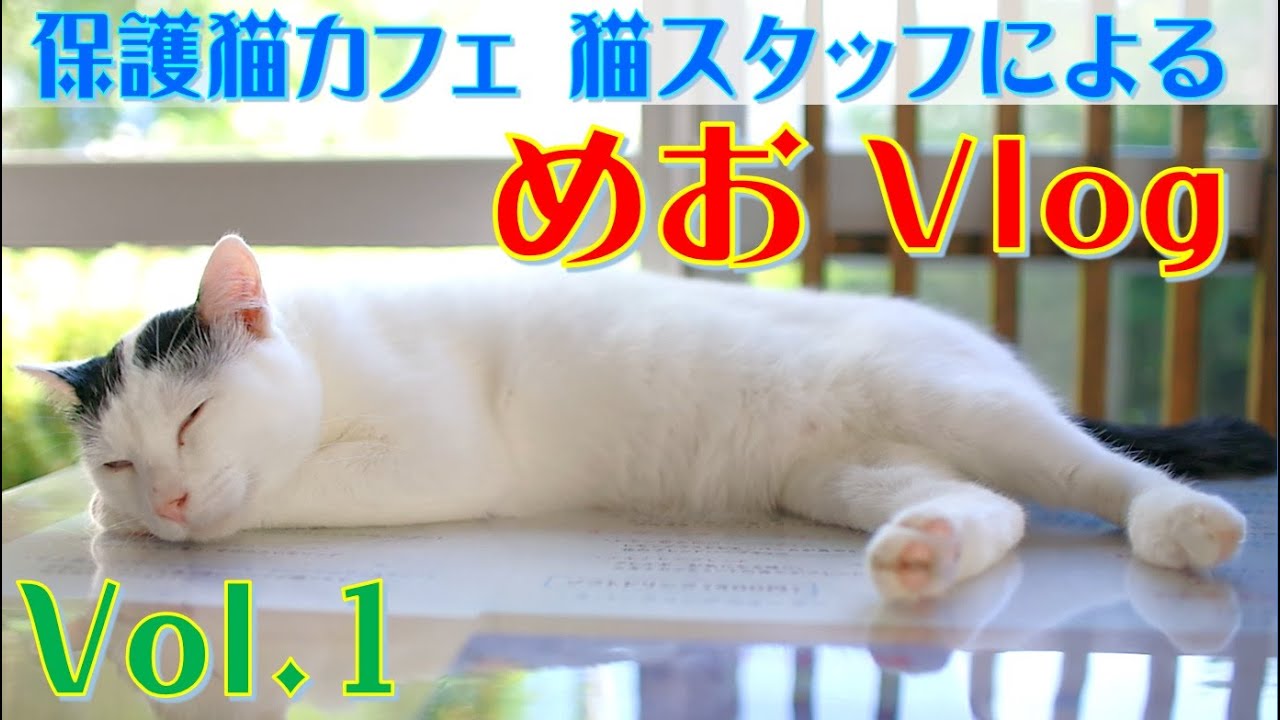 【保護猫カフェ】猫スタッフの【 めお Vlog 】心温まる猫たちの日常をお届けします！