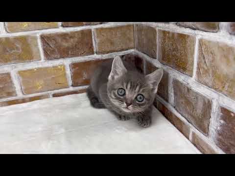 デボンレックス×ブリティッシュショートヘア♀