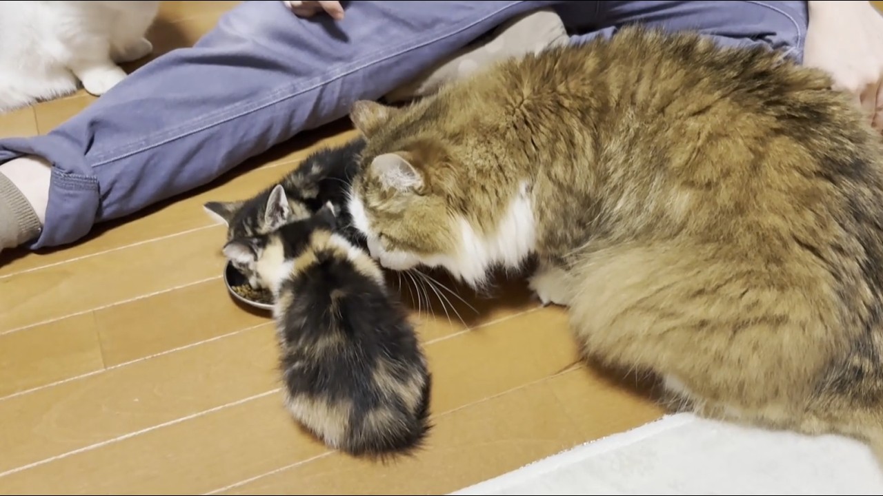 子猫のご飯を羨ましそうに見つめる猫