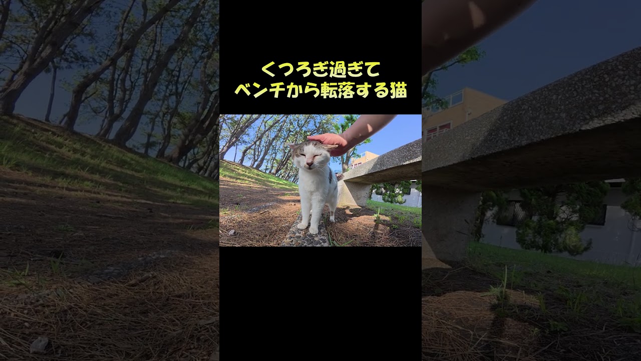 くつろぎ過ぎてベンチから転落する猫 #猫 #cat #ネコ