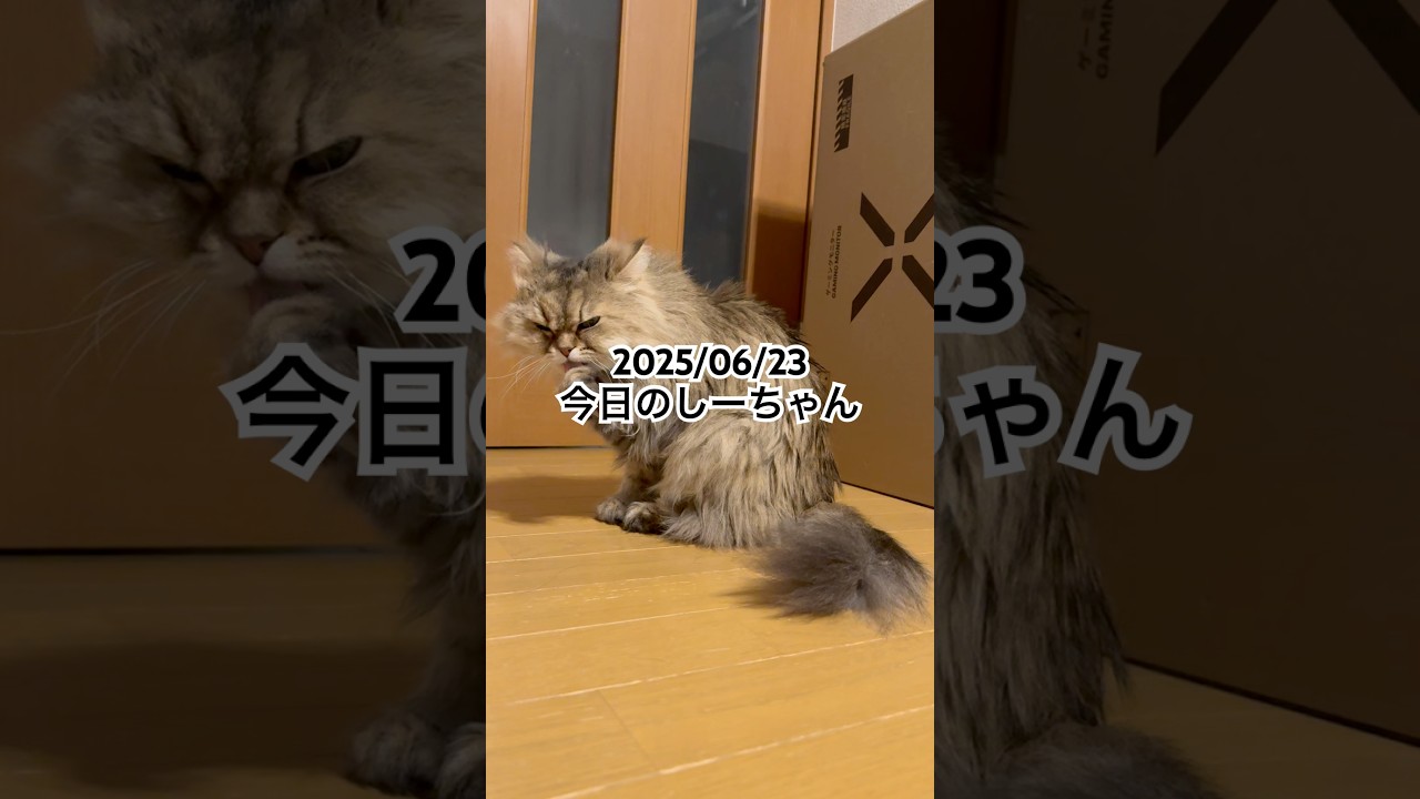 2025/06/23今日のしーちゃん #猫 #ペルシャ #シエル #cat #猫のいる暮らし