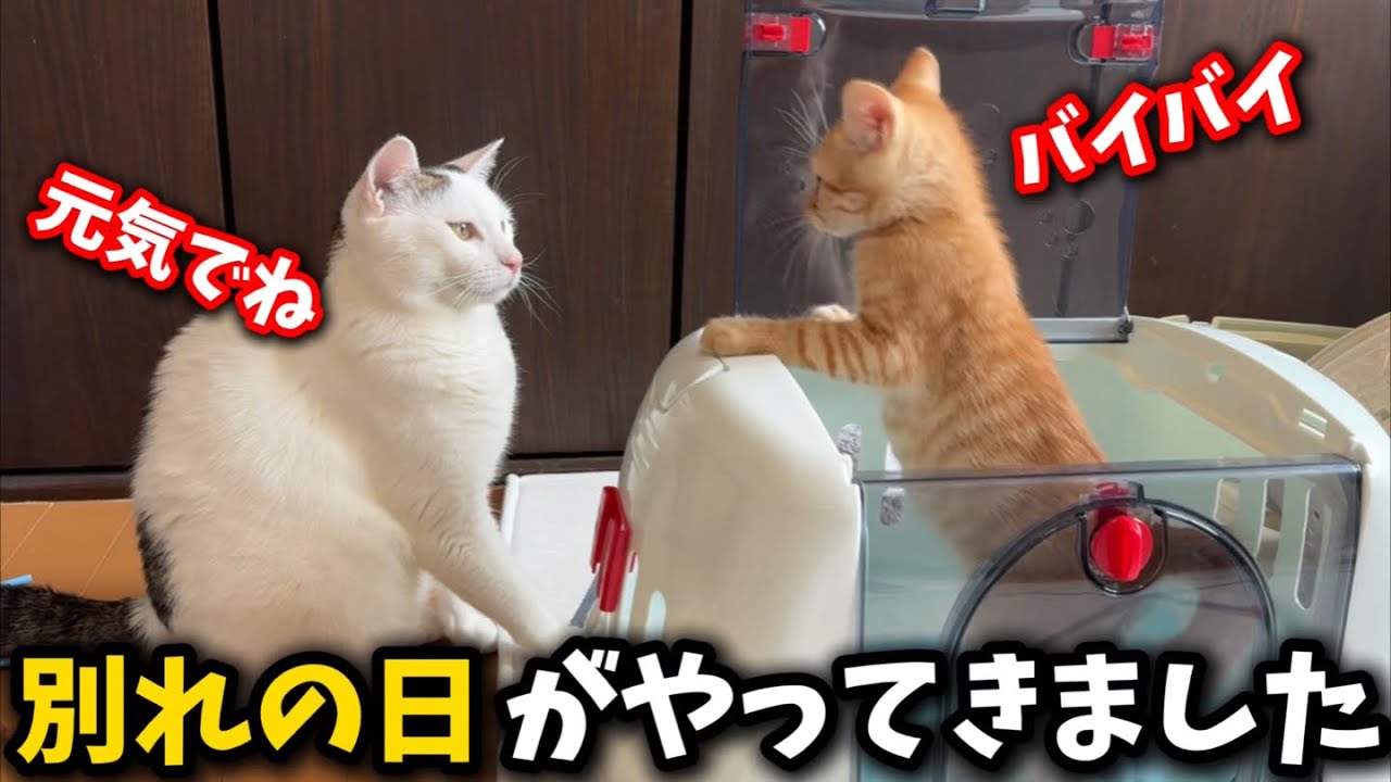 ひとりぼっちで怯えていた子猫が幸せへと旅立ちました