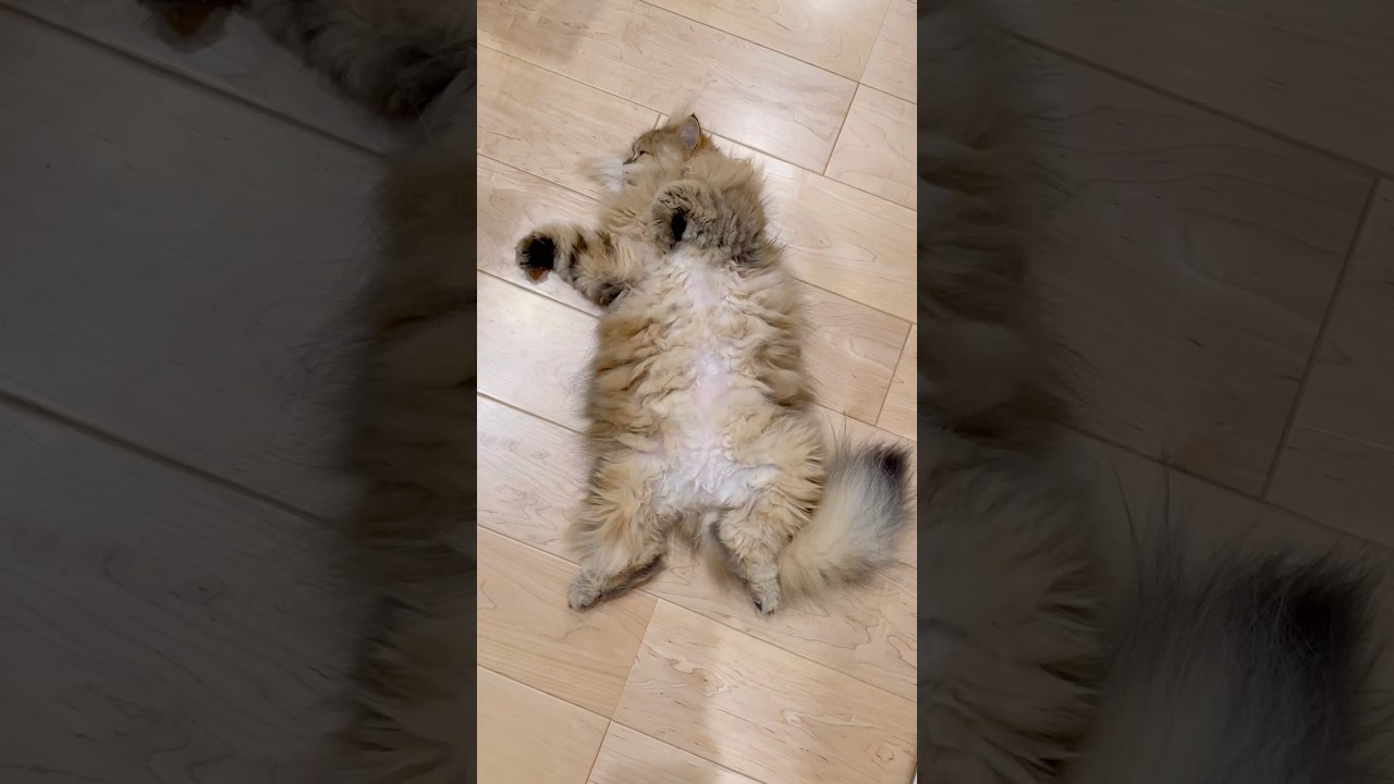 へそ天する猫の観察 【サイベリアン】 #Shorts