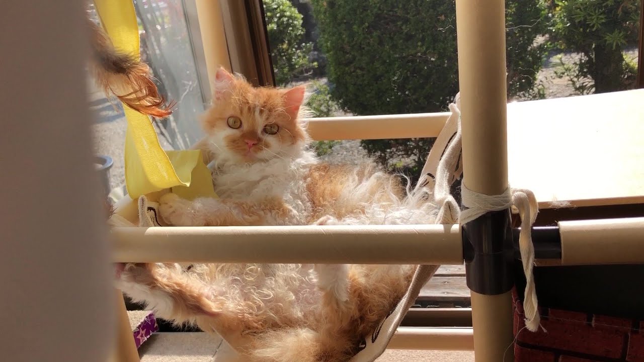 English「Cats playing with posture like an old man」#cat #America #LaPerm #rare 😺😽🧡