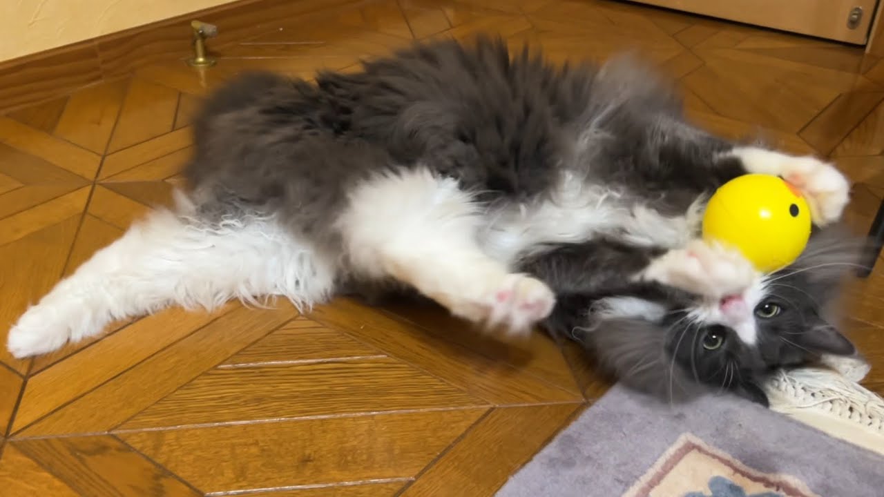 【末っ子♡】やっぱり1番遊ぶのは、元気な末っ子ターキッシュアンゴラ！！！ノルウェージャンフォレストキャット