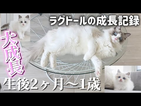 【子猫の成長過程】ラグドール驚きの成長スピード！！