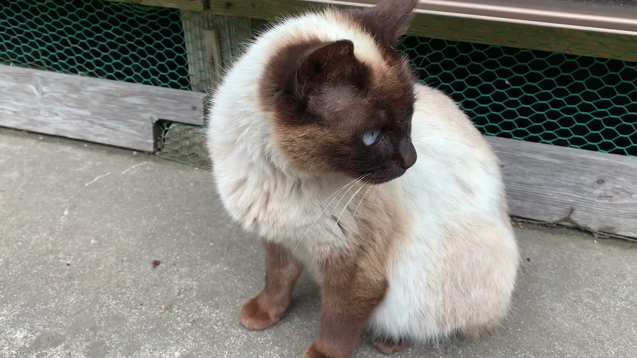 ウンウン鳴くシャム猫シャム子ちゃんと、お隣のシャムトラ君をモフリング Lovely Siamese cats.
