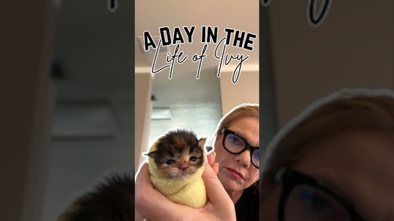 A Day in the Life of Ivy our Newborn MaineCoon Kitten