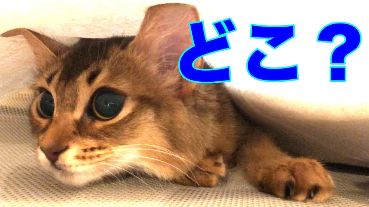 【子猫のソマリが突然消えた！】てか、どうやって「そこ」入ったの？(笑)　#猫ドラマ#ソマリ#激カワ