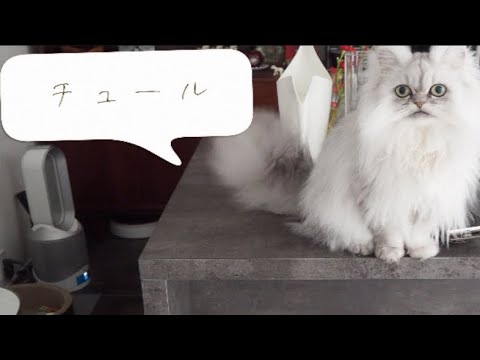 おねだりしているペルシャ猫さんはこちらです/チュール/モフ猫