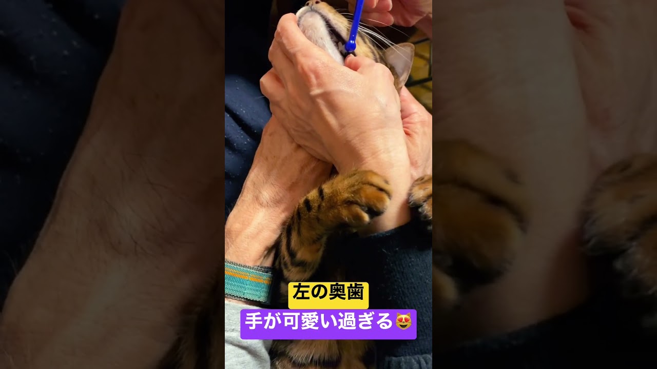 歯の裏まで😻しっかり毎日の歯磨き‼️  #bengal #cat #ベンガル #猫 #animal #cute #芸達者 #歯磨 #bengalcat